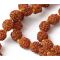 Чотки з Рудракші перев'язані фарбовані 7.5 мм. 108 намистин